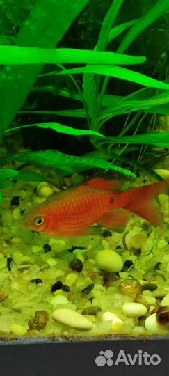 Барбус огненный, Хромис красавец