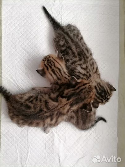 Бенгальская кошка