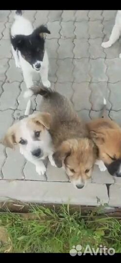 Щенки дворняжки
