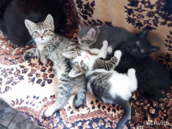 Кошка в дар бесплатно