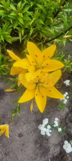 Участок 6 сот. (СНТ, ДНП)