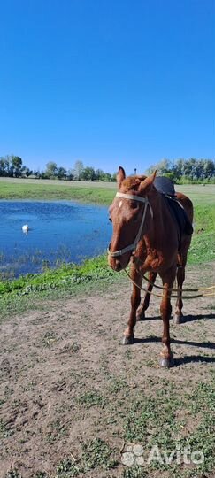 Лошадь жеребец мерин