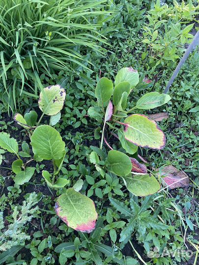 Розмарин. Бадан