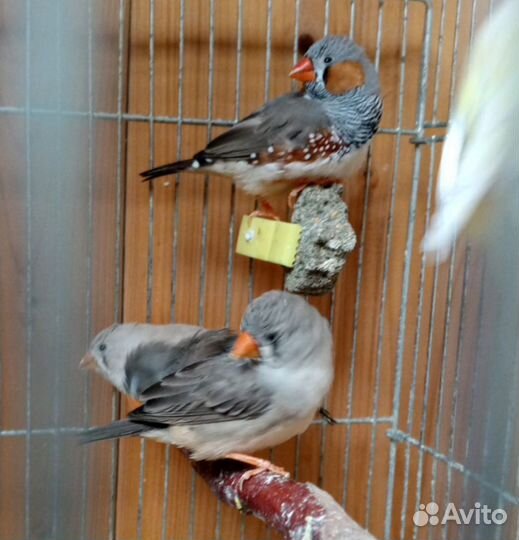 Зебровые амадины, канарейки