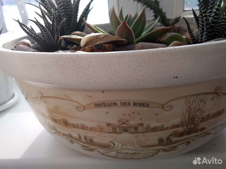 Кактусы и суккуленты