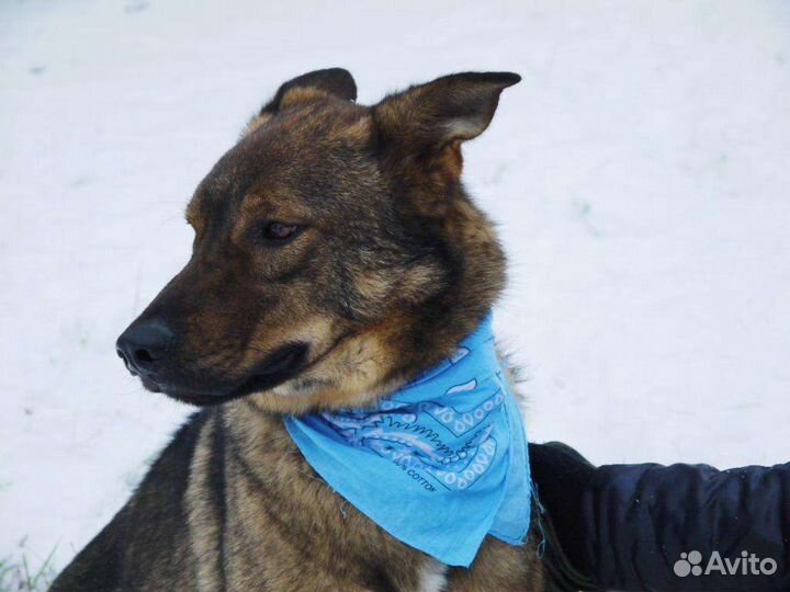 Собака улыбака Кекс в добрые руки