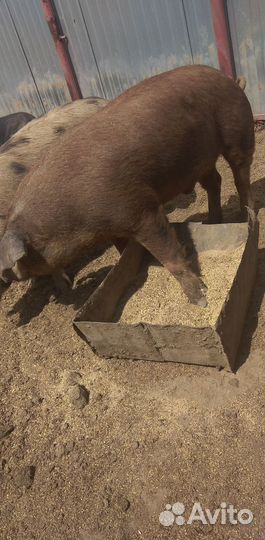 Продам кабана на племя