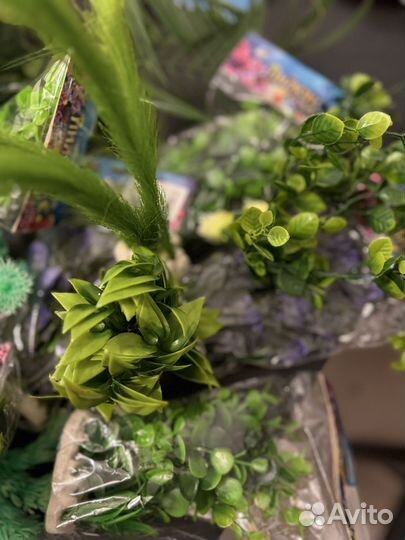 Растения для аквариума