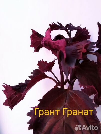 Колеусы срезы