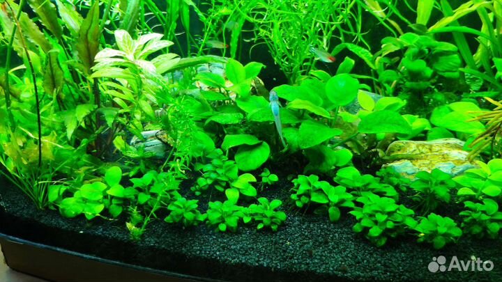 Со2, шишки ольхи, трава, растения