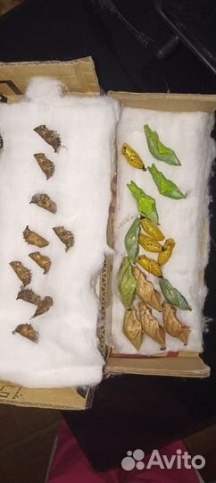 Куколки тропических бабочек