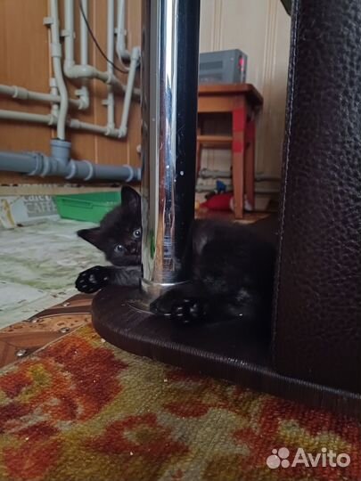 Котята от тайской кошки