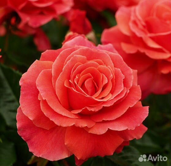 Роза флорибунда Ай Эм Макмиллан