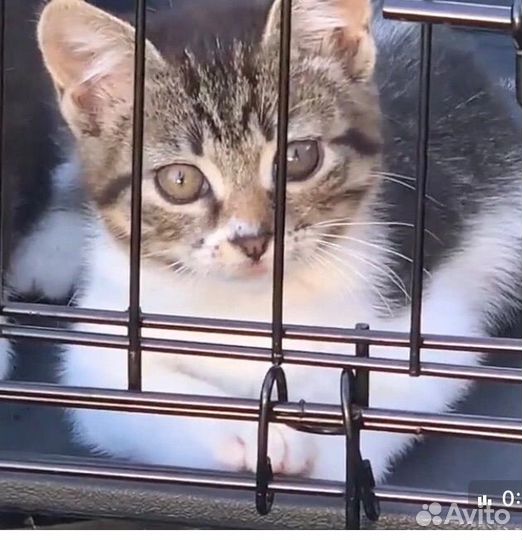 Котенок девочка в добрые руки