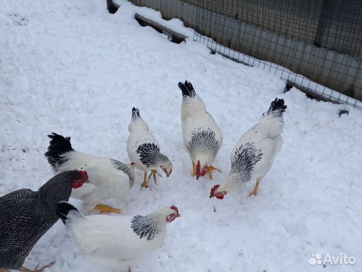 Инкубационное яйцо адлерская серебристая