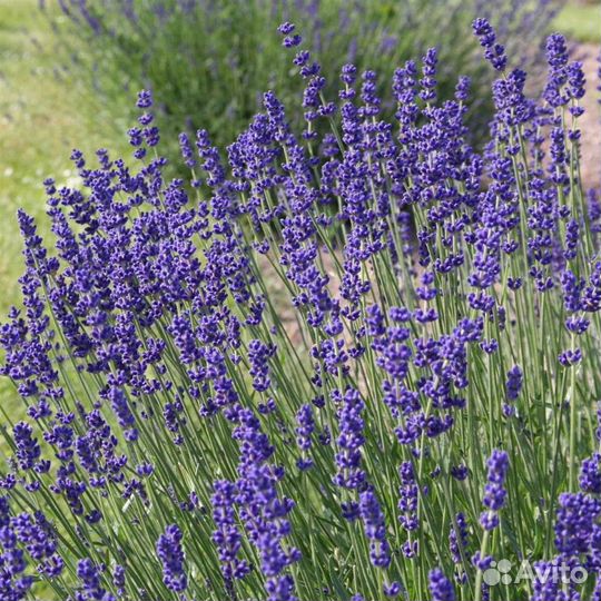 Лаванда