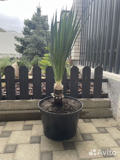 Пальма юкка взрослая