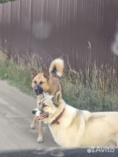 Шикарный пес