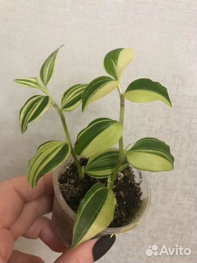 Традесканции 2