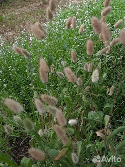 Семена однолетников