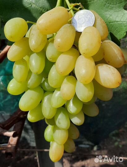 Саженцы и черенки винограда