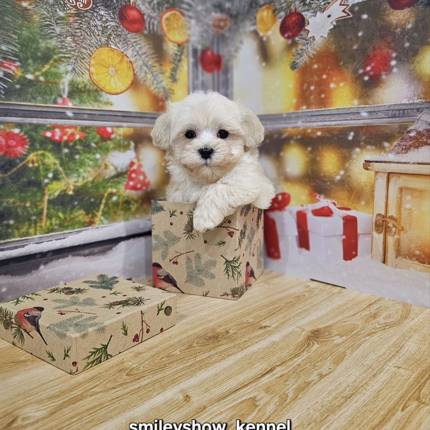 Maltipoo F1 мини мальчик