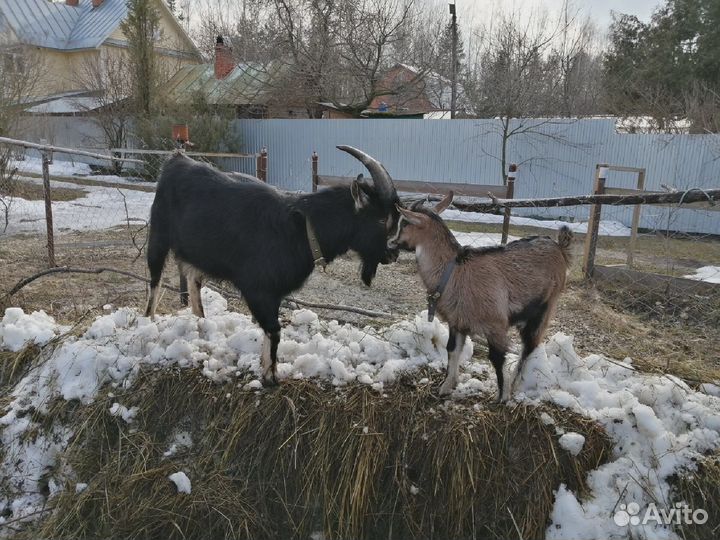 Козы, семья коз