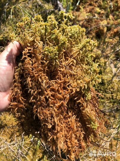 Мох сфагнум живой