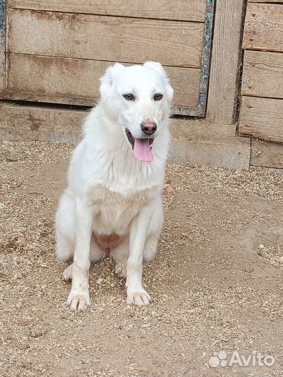 Белые щеночки в поисках дома