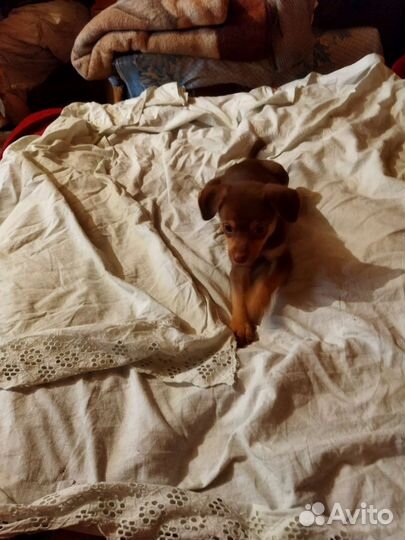 Кутята Цвергпинчера