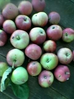 Дача 20 м² на участке 4 сот.