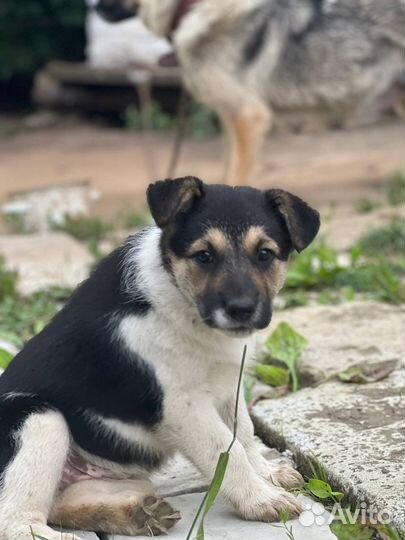 Малыши в добрые руки