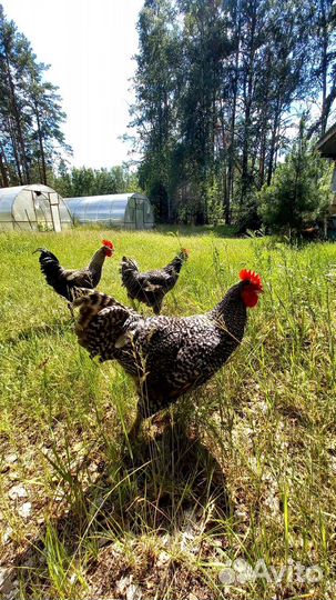 Куры доминант