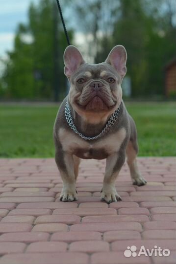 Вязка. Изабелла тан, пятигенный