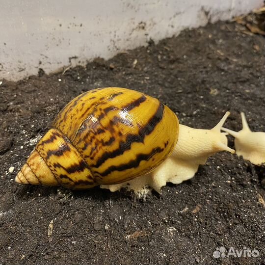 Ахатина Ахатина Альбино (тигр)