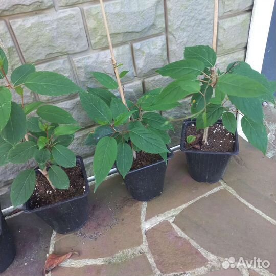 Актинидия Иссаи