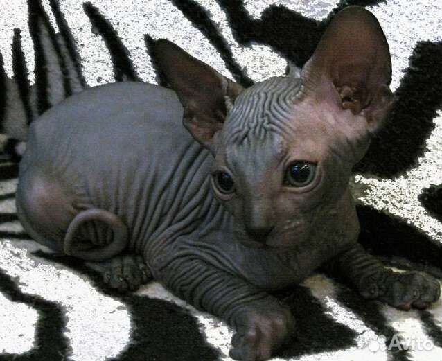 Донской сфинкс котята