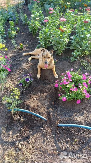 Выгуливать собак