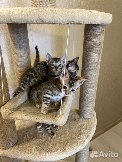 Бенгальские котята