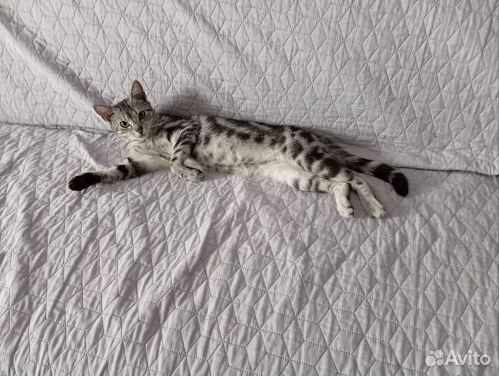 Вязка кошечки