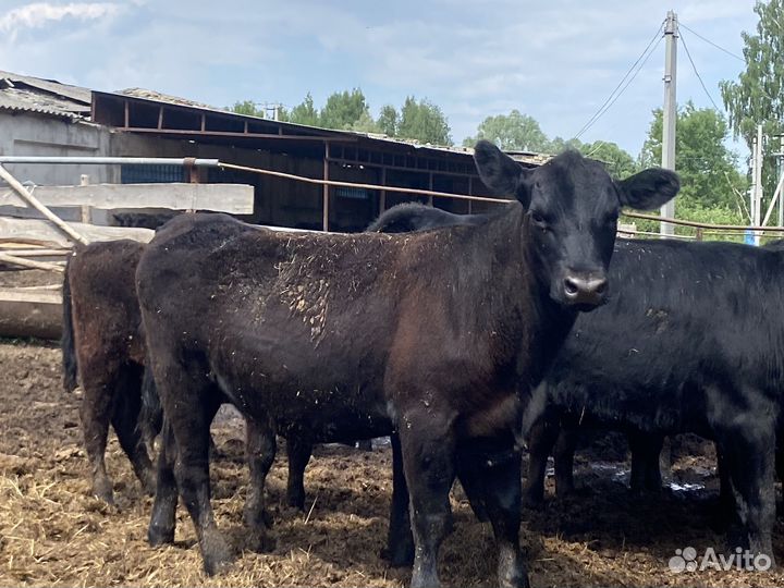 Нетель породы Абердина-Ангус