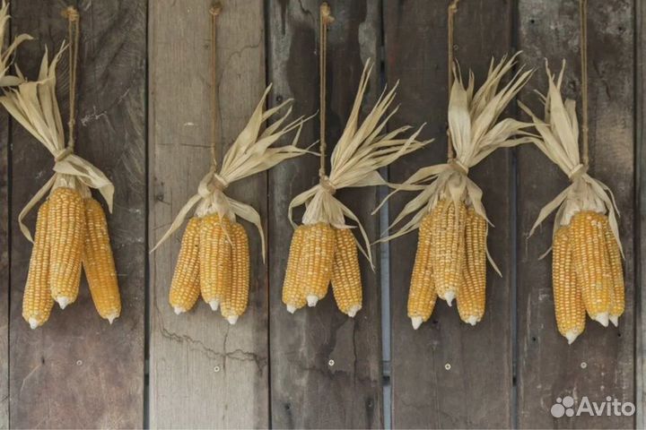 Сухая кукуруза для декора