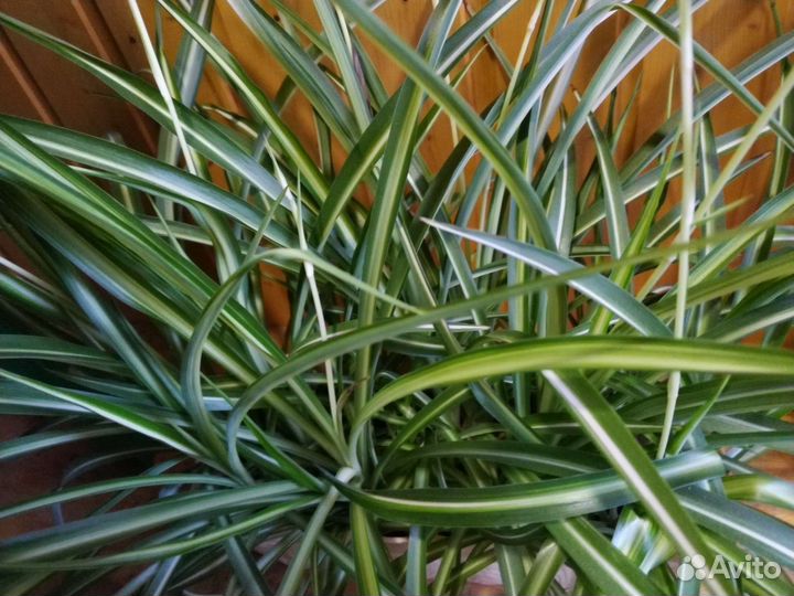 Хлорофитум