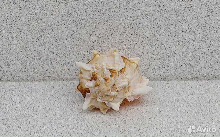 Мурекс Биколор 6,8 морская ракушка раковина