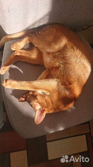 Передержка кошек