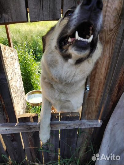 Собаки бесплатно