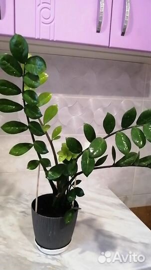 Замиокулькас