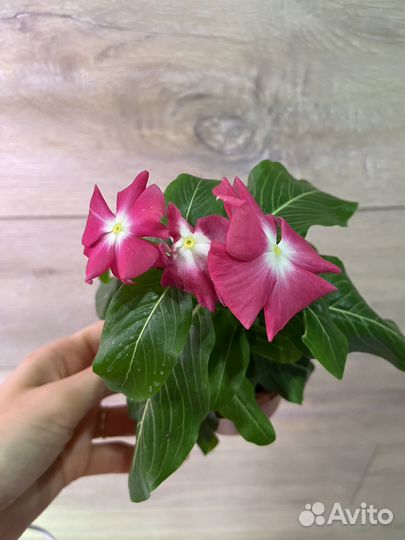 Катарантусы