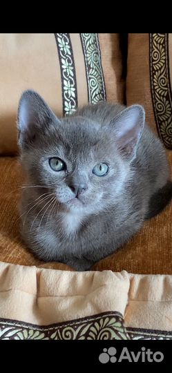 Бурманские котята питомник