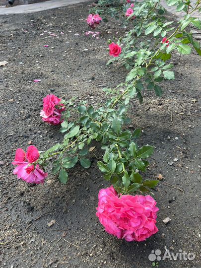 Роза Les Quatre Saisons